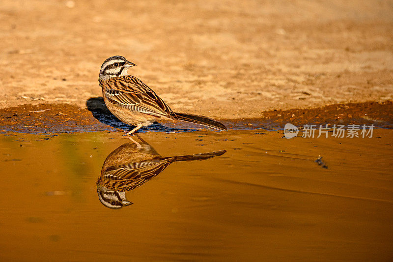野生狩猎或Emberiza cia，反映在金色的水。